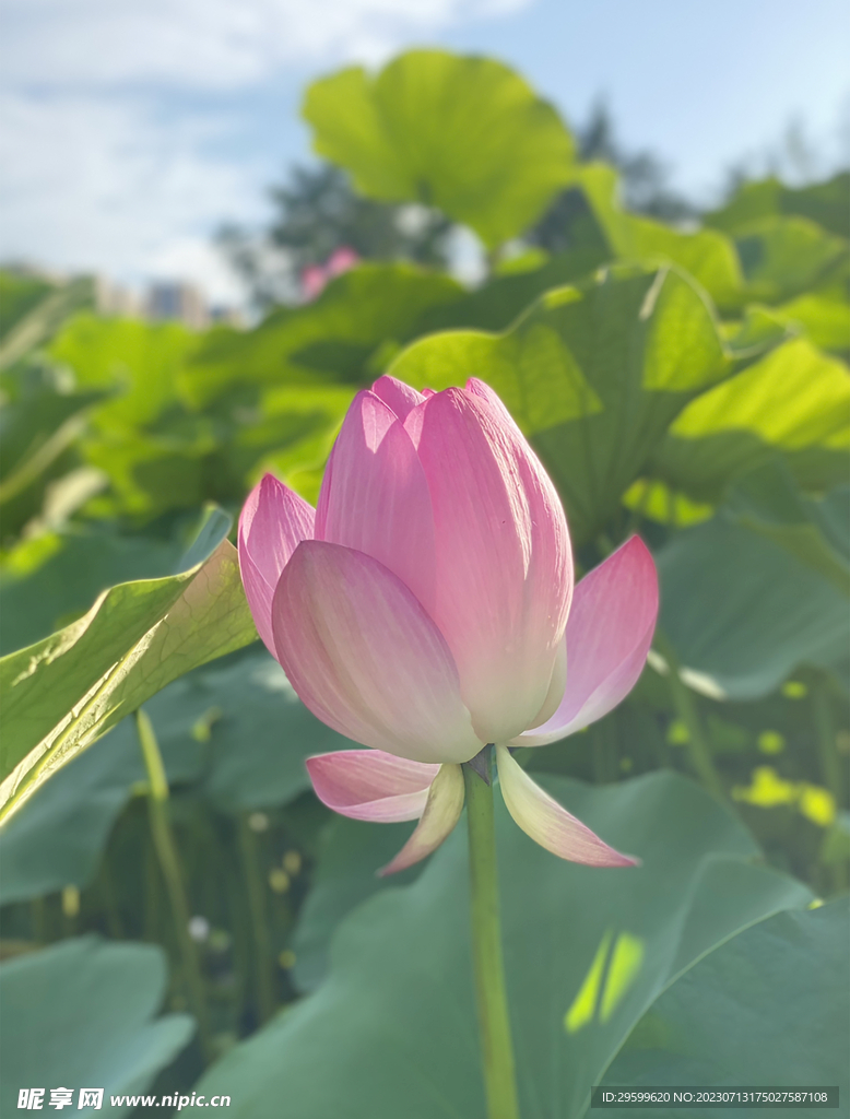 荷花