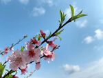 粉色桃花