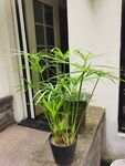 风车草