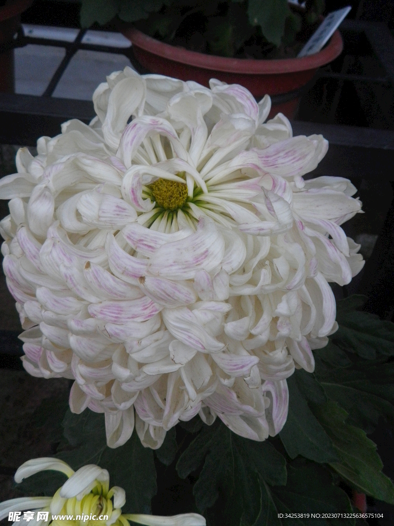 菊花图片