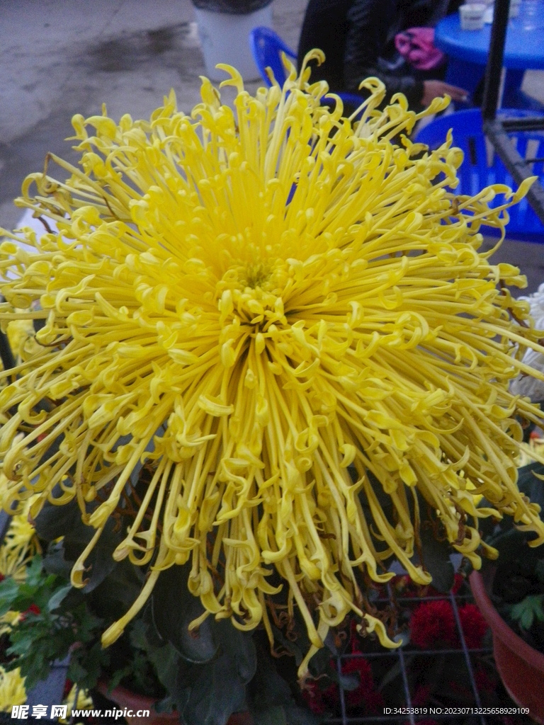 菊花图片