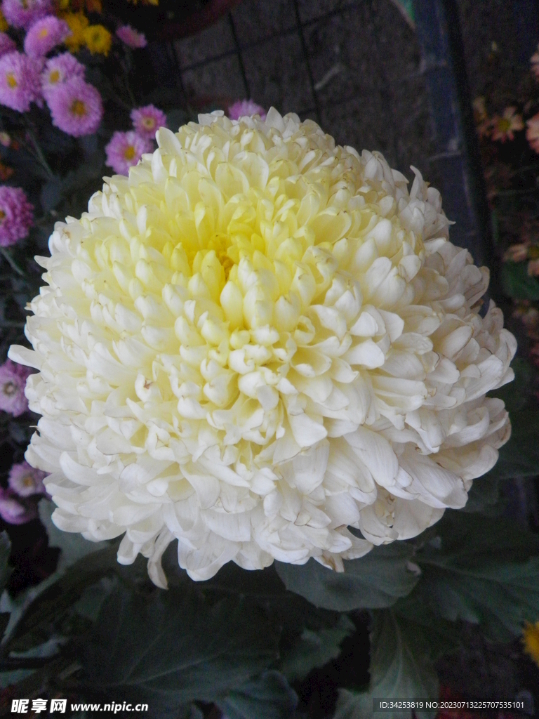 菊花图片