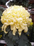 菊花图片