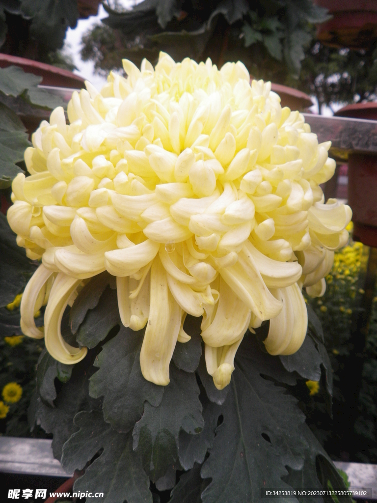 菊花图片