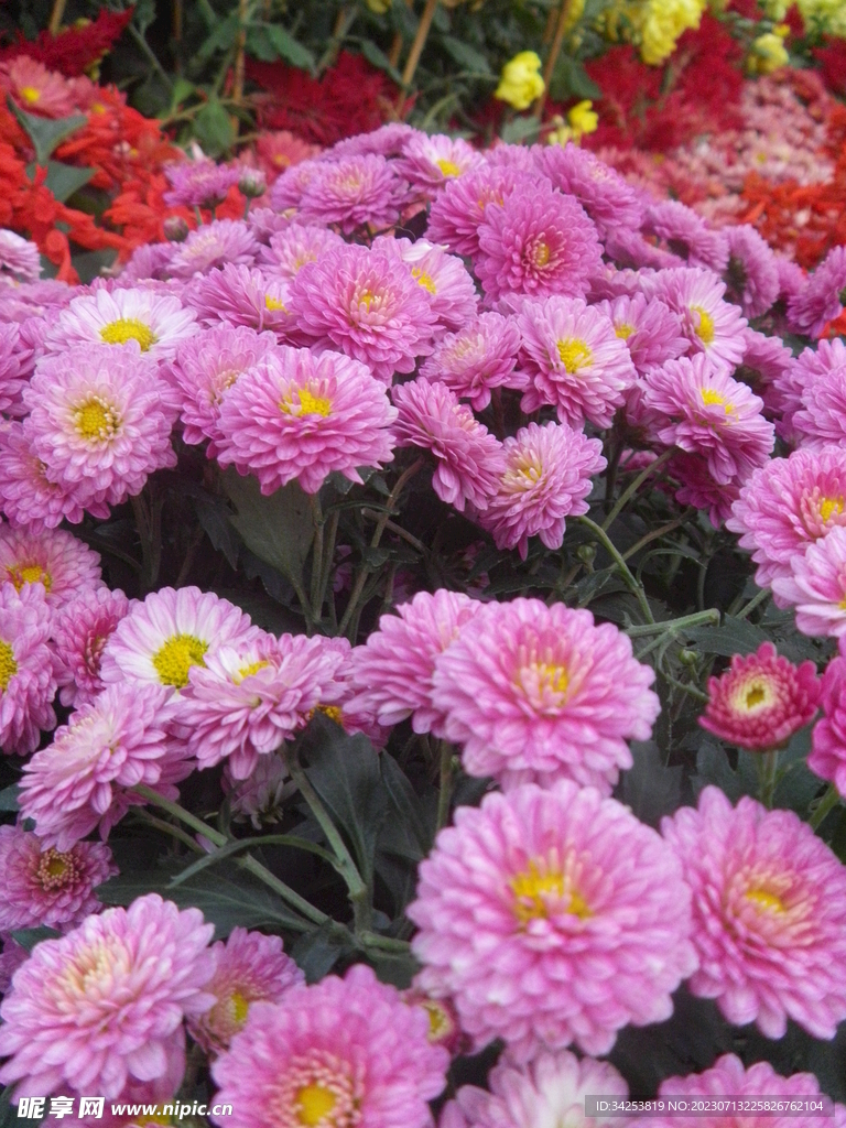 菊花图片