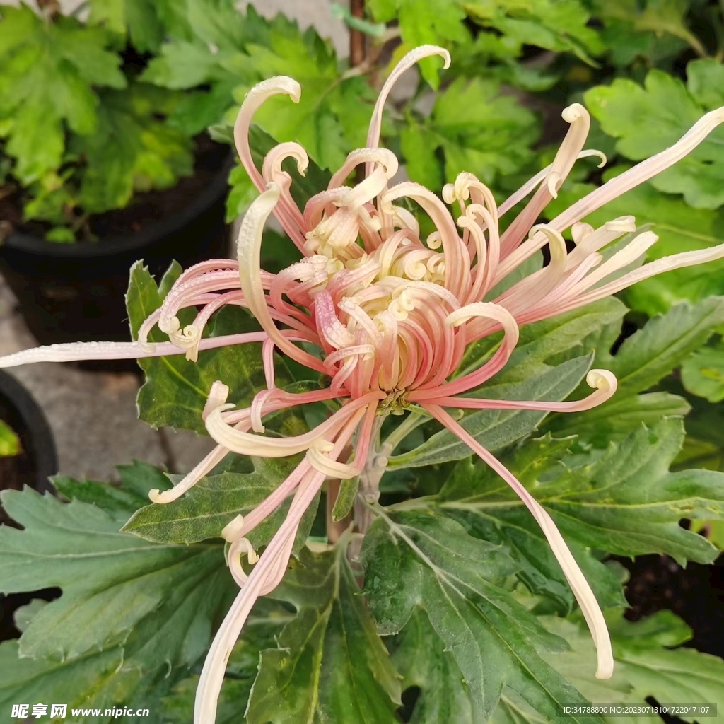 菊花