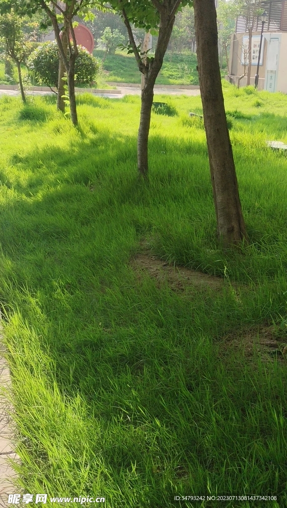 绿油油