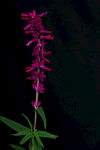 紫绒鼠尾草