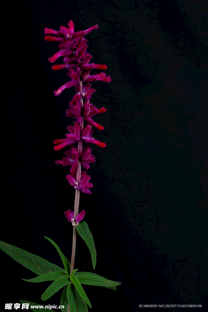 紫绒鼠尾草