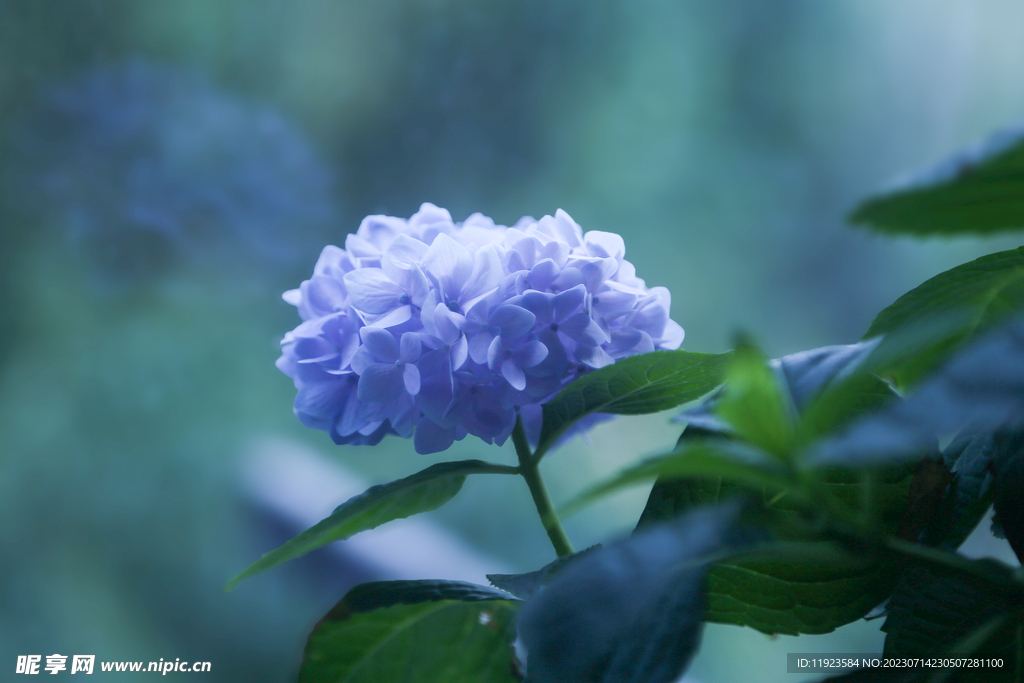 雨后的绣球花