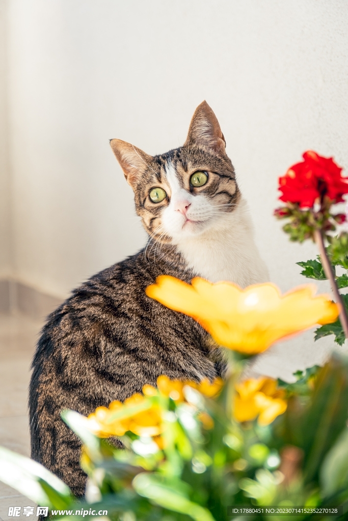 猫