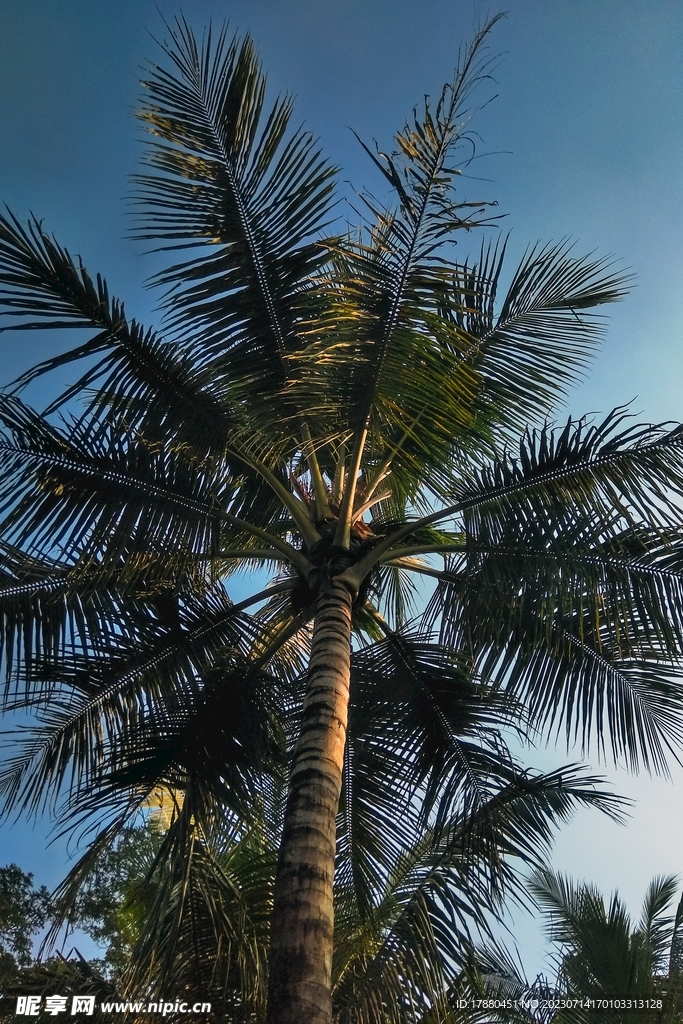 棕榈树