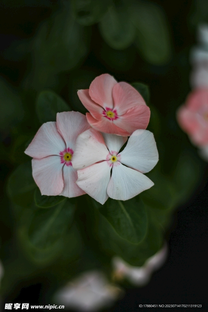 长春花