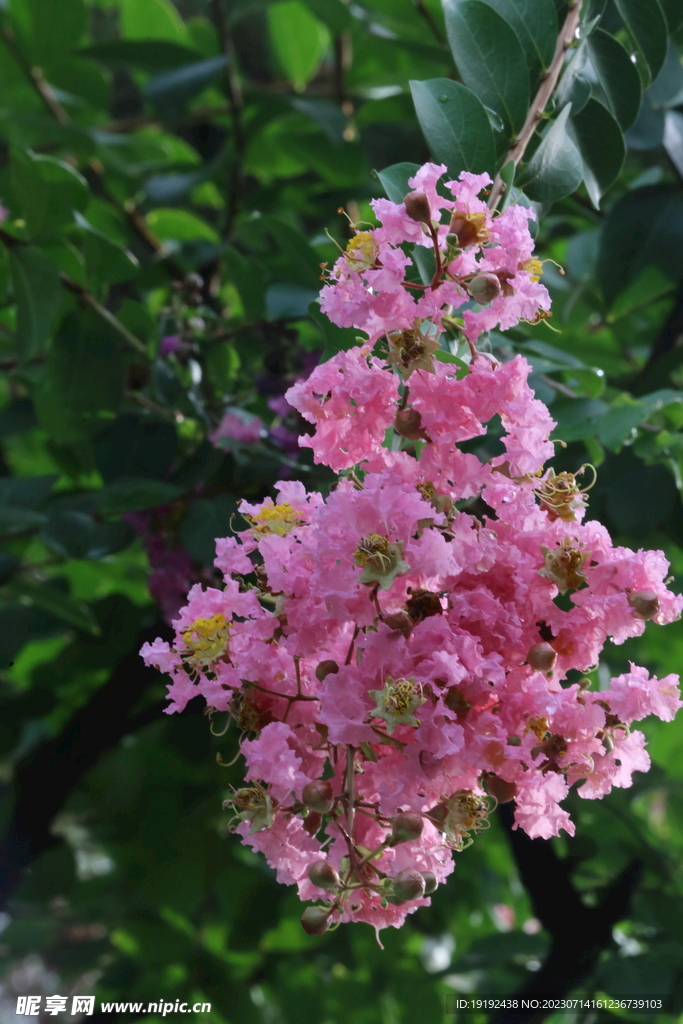 紫薇花 