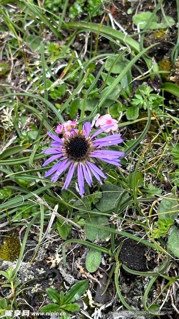 格桑花