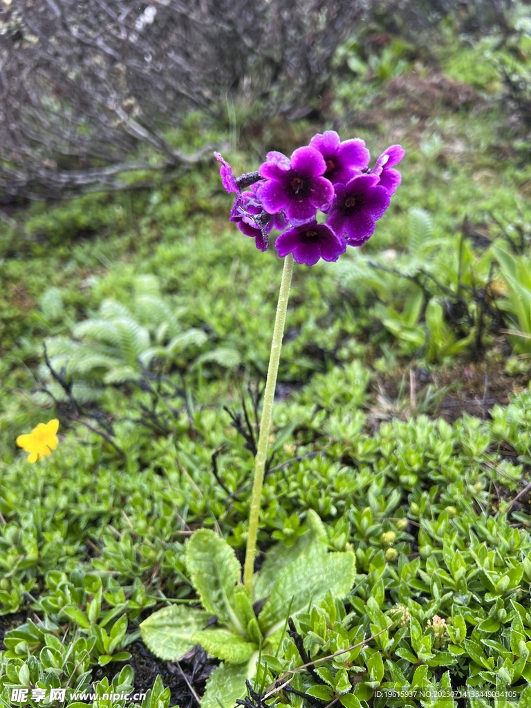 格桑花