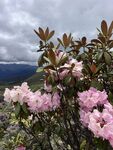高原大树杜鹃花