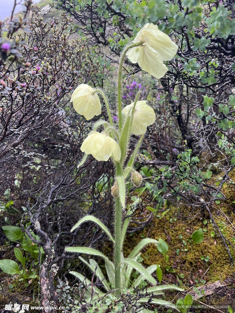 蓝莲花