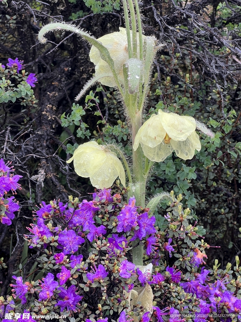 黄色蓝莲花