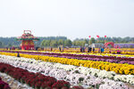 菊花园