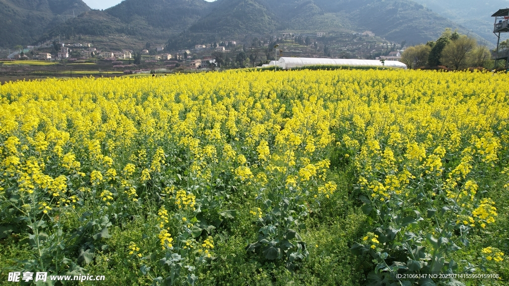 油菜花 油田