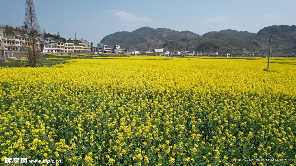 油菜花 油田 