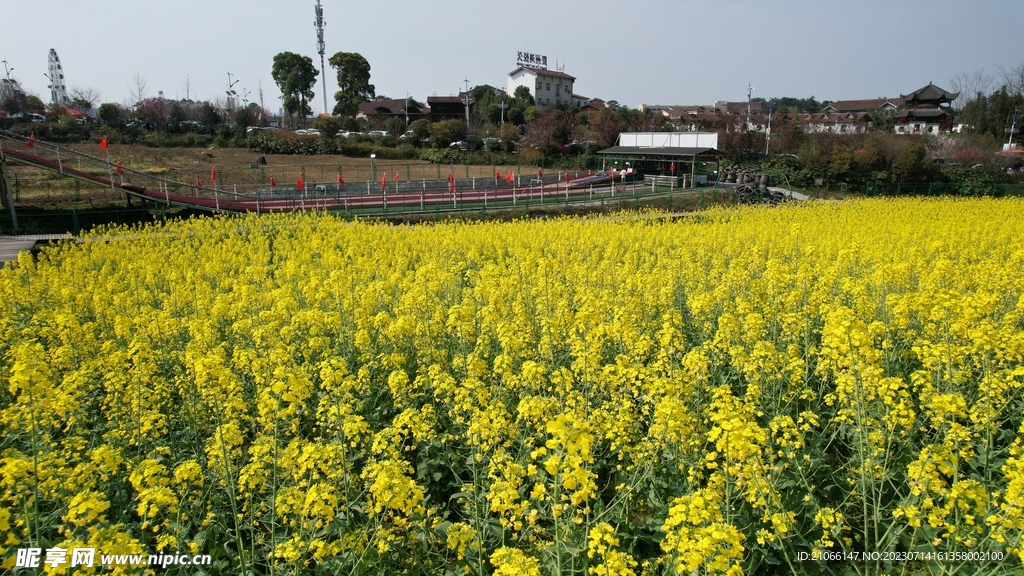 油菜花 油田