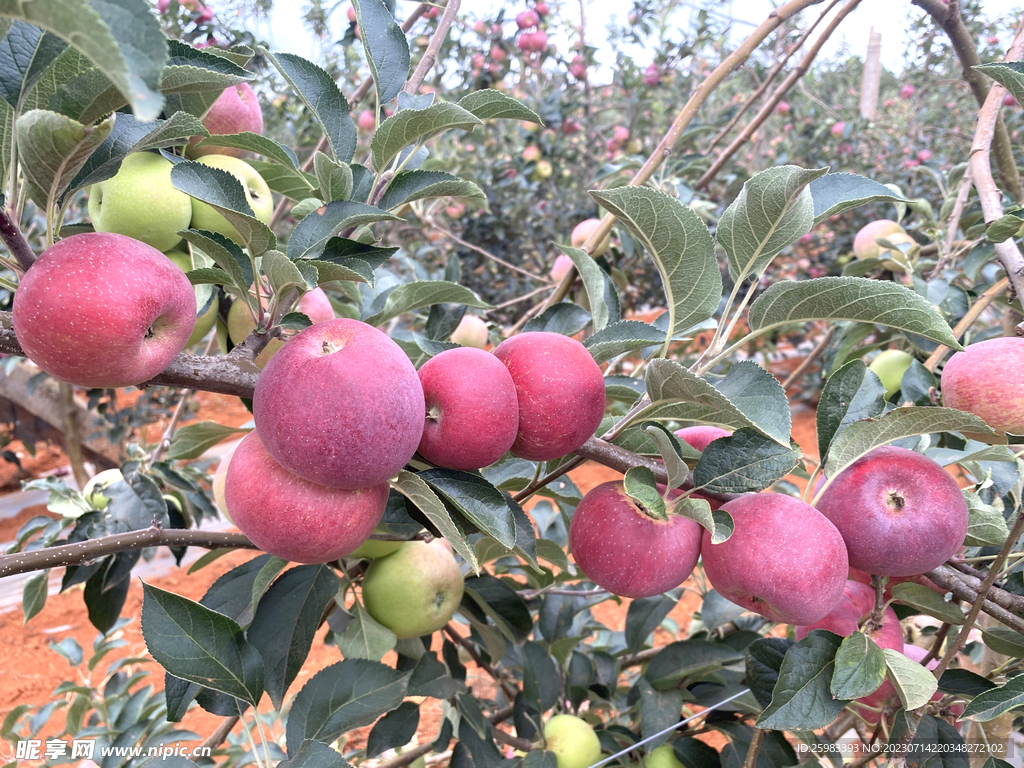 糖心大苹果成熟