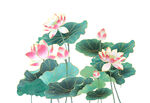  荷花 