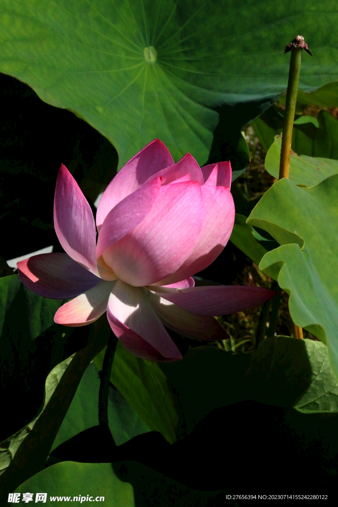  荷花 