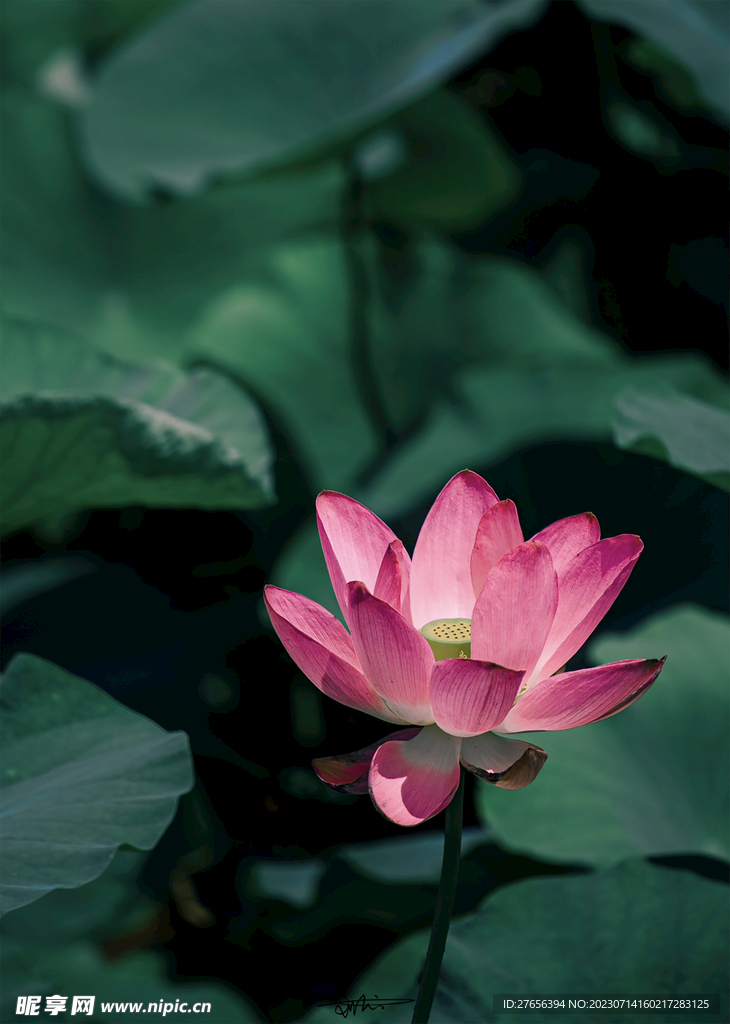  荷花