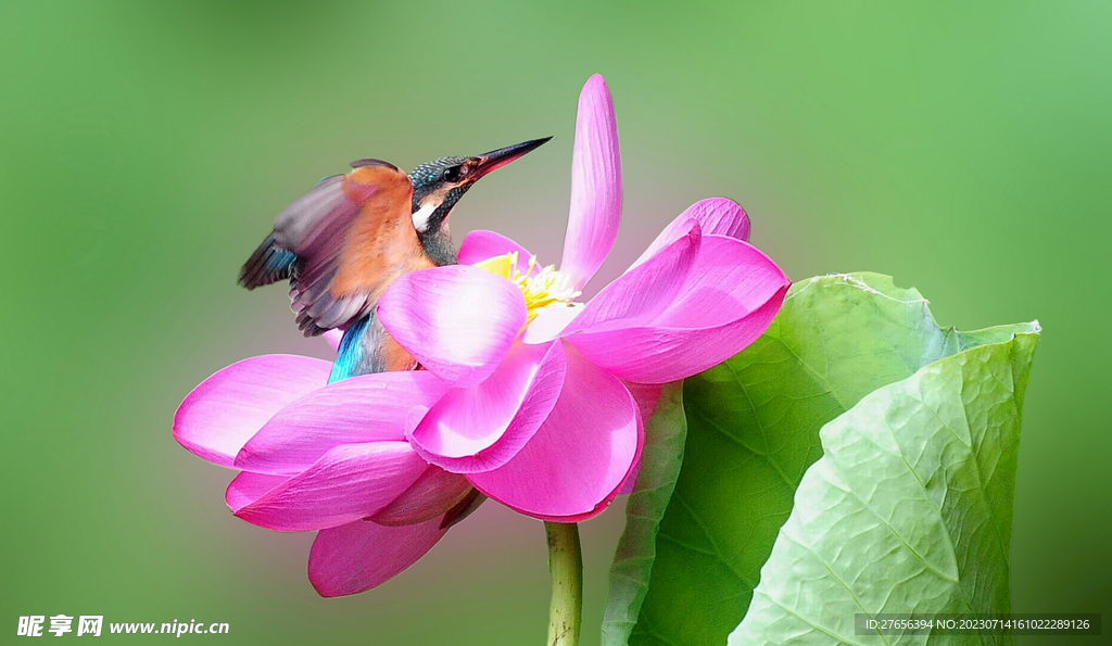  荷花 