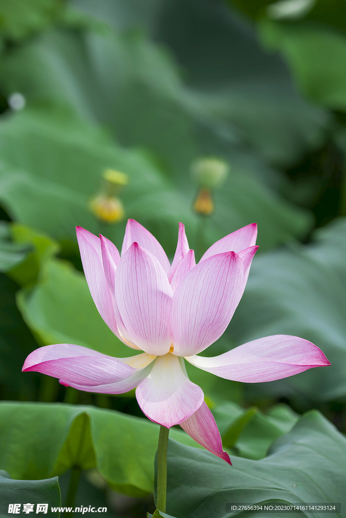  荷花 