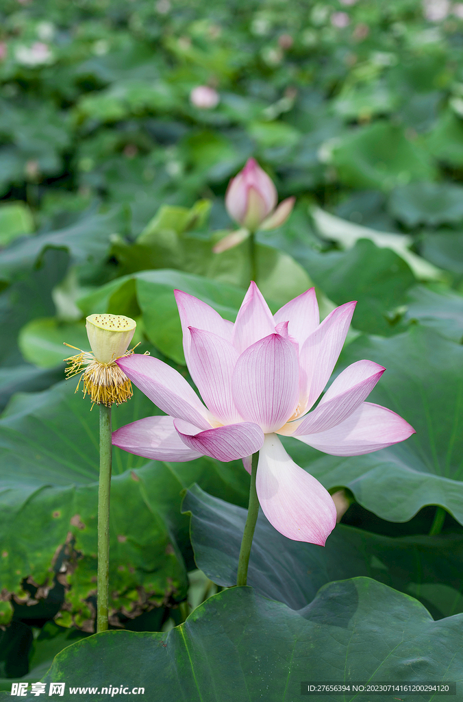  荷花 