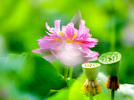  荷花 