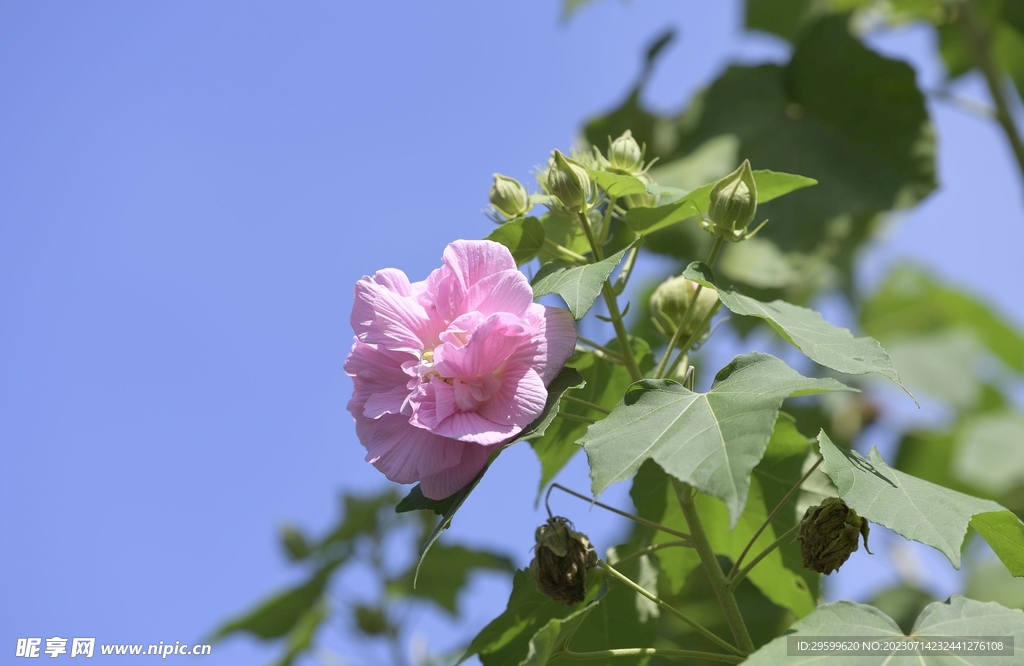 芙蓉花