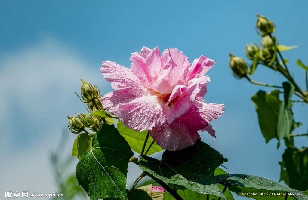 芙蓉花