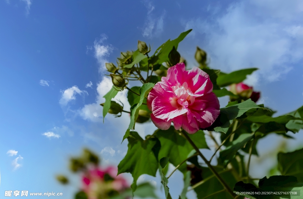 芙蓉花