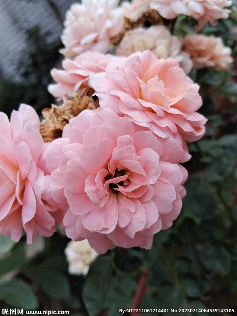 花