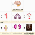 人体器官及功能