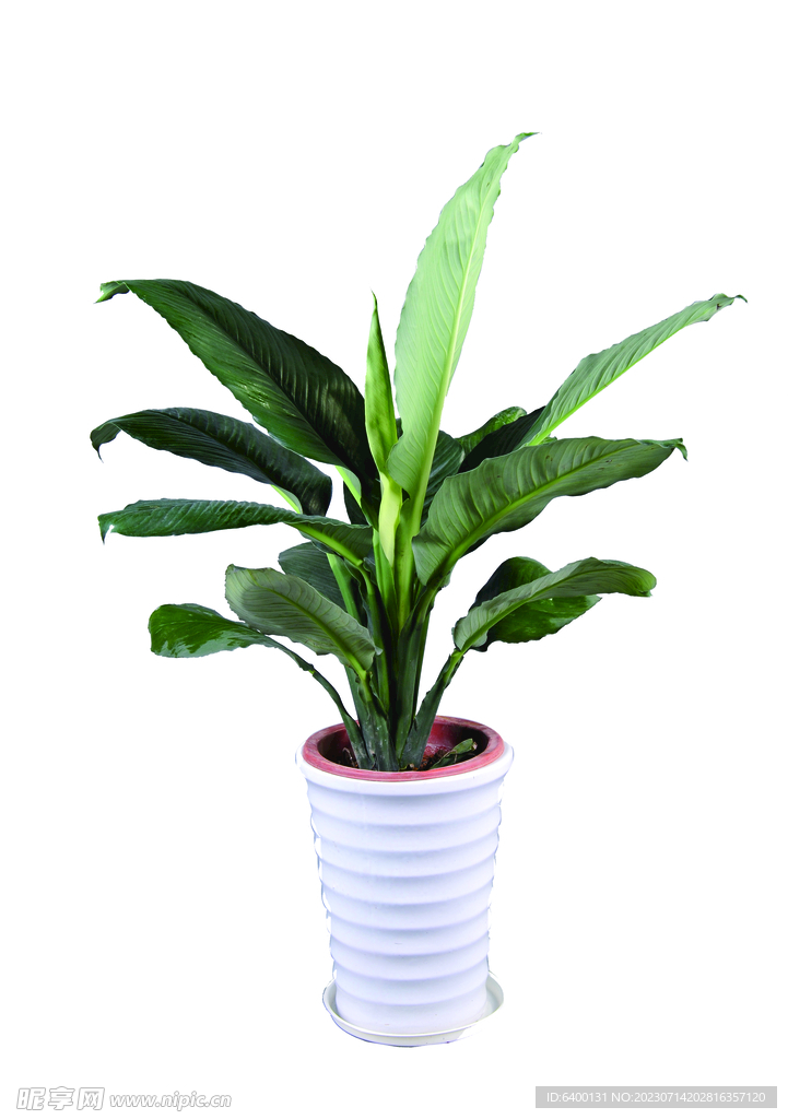 绿植盆栽
