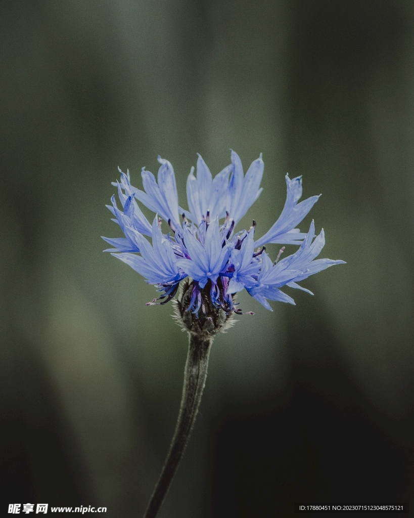 刺儿菜花