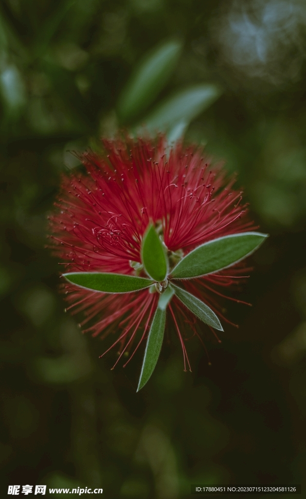 红千层花