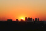 夕阳红