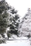 雪树