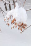 雪