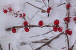 雪树