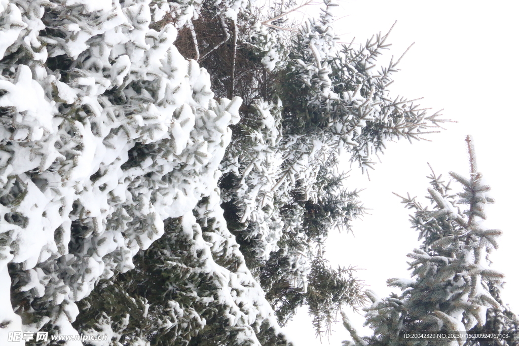 雪景