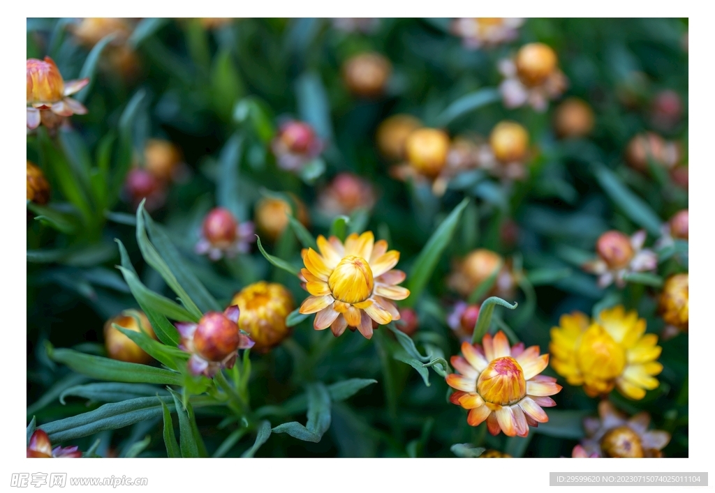 麦秆菊