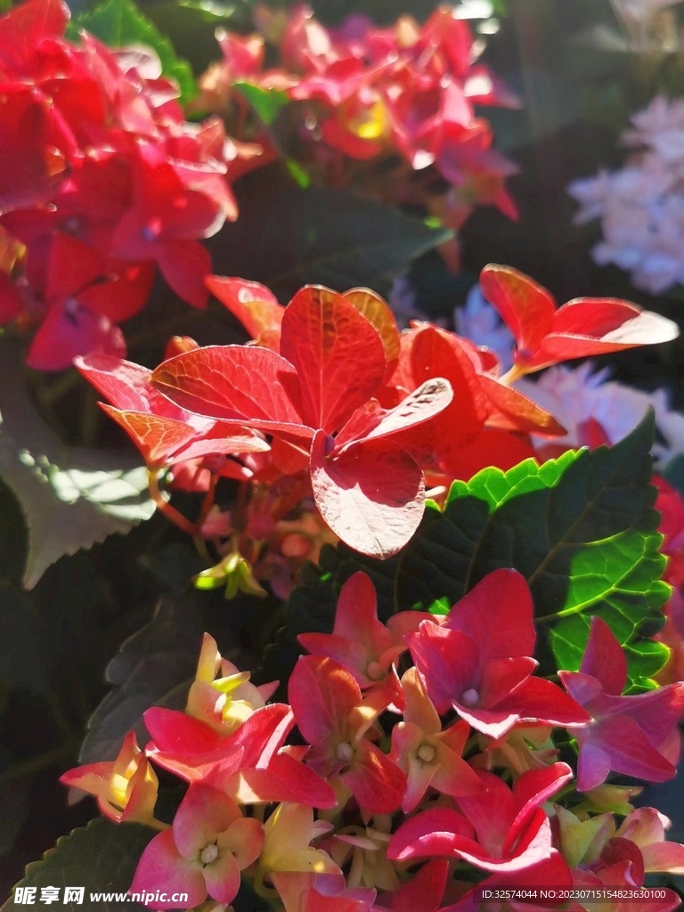 花